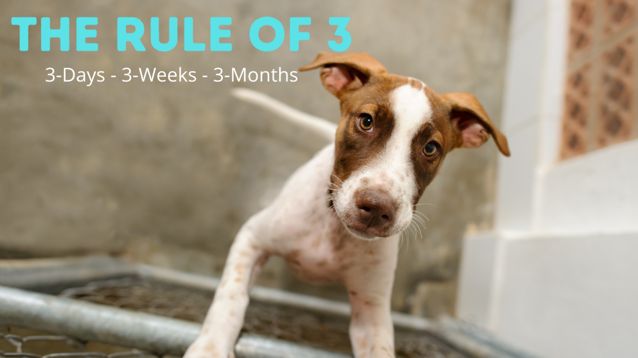 Traveling Tails Dog Rescue | Saving abandoned, abused, and neglected dogs.